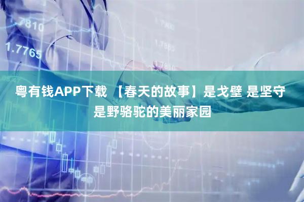 粤有钱APP下载 【春天的故事】是戈壁 是坚守 是野骆驼的美丽家园